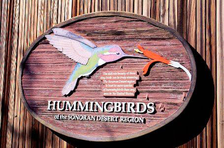 Humming Birds Arizona