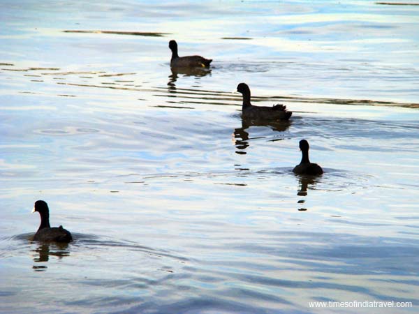 duck-husain-sagar-lake