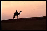 Camel on the Desert in Rajasthan