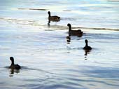duck-husain-sagar-lake