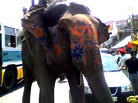 Elephant on Delhi Roads
