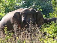 Elephant India