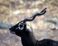 Gajner Wildlife