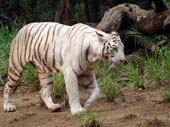 hyderabad-zoo2