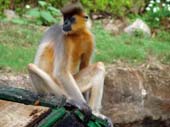 hyedrabad-zoo