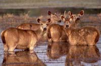 wildlife2