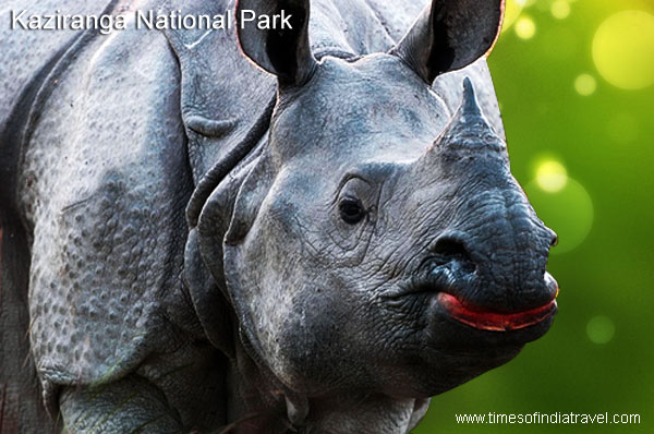 Kaziranga national Park, Indian Rhinoceros
